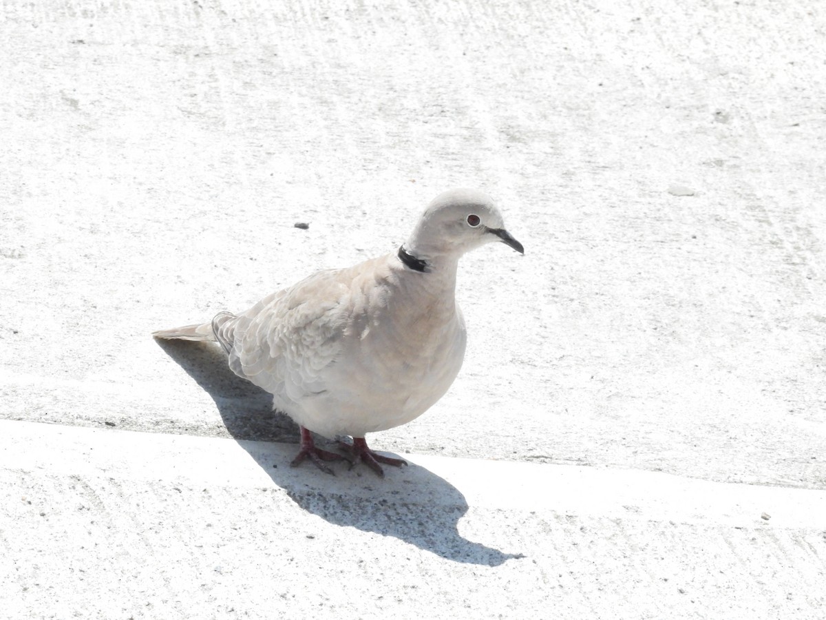 Eurasian Collared-Dove - ML590629281