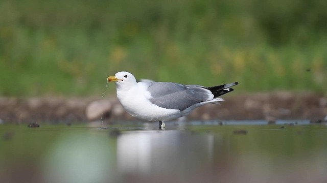 Goéland de Californie - ML590630721