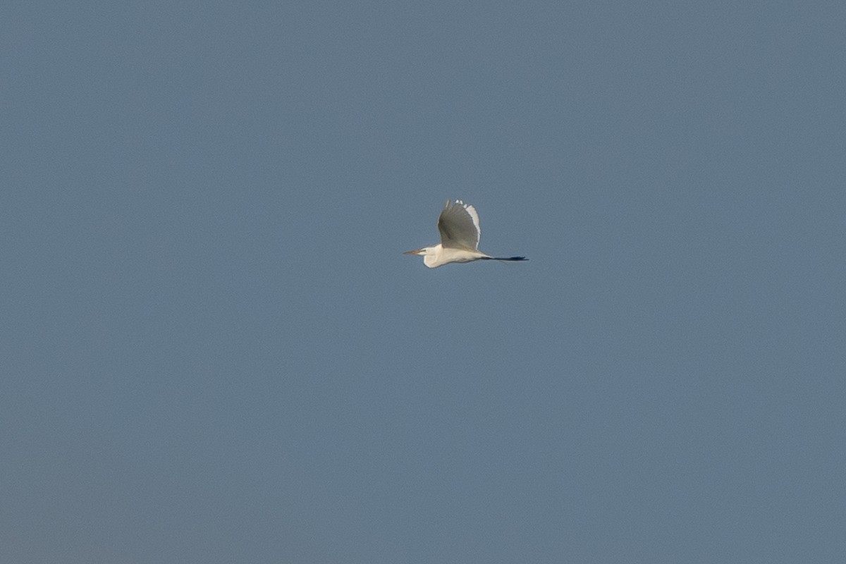 Great Egret - ML590630771