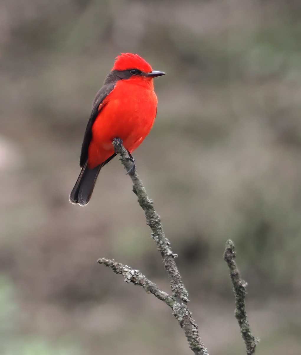 Vermilion Flycatcher - ML590630851