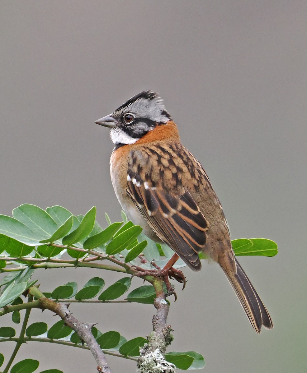 Rufous-collared Sparrow - Roger Ahlman