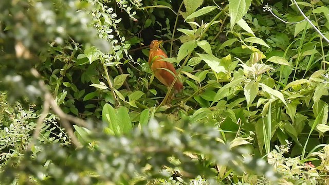 Cinnamon Bittern - ML590632381