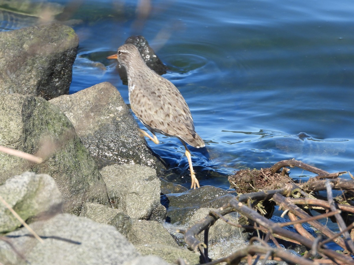 Spotted Sandpiper - ML590632971