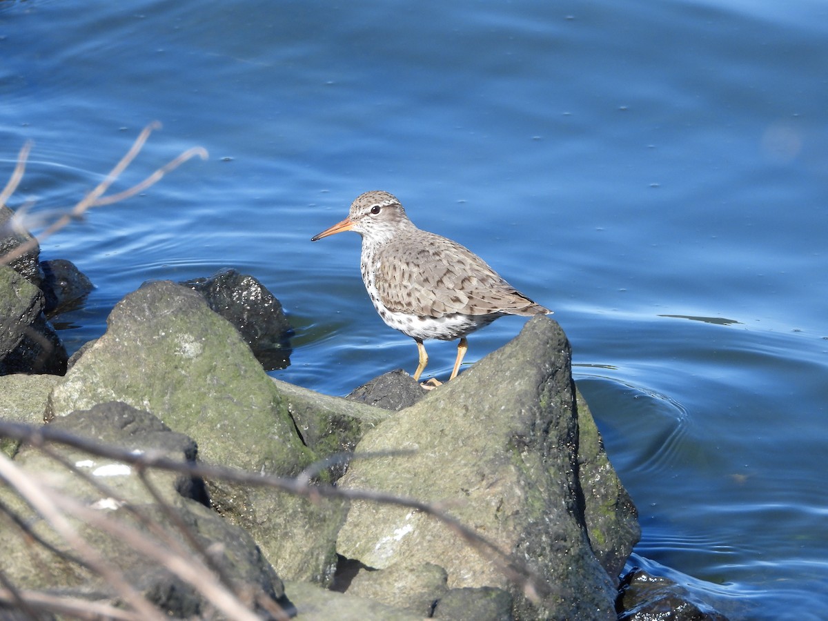 Spotted Sandpiper - ML590633021