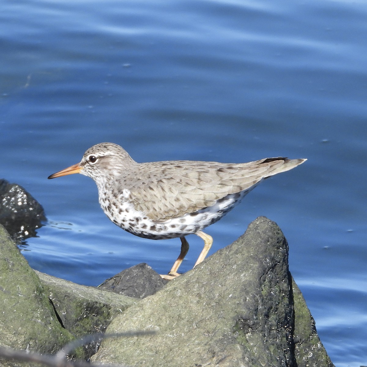 Spotted Sandpiper - ML590633061