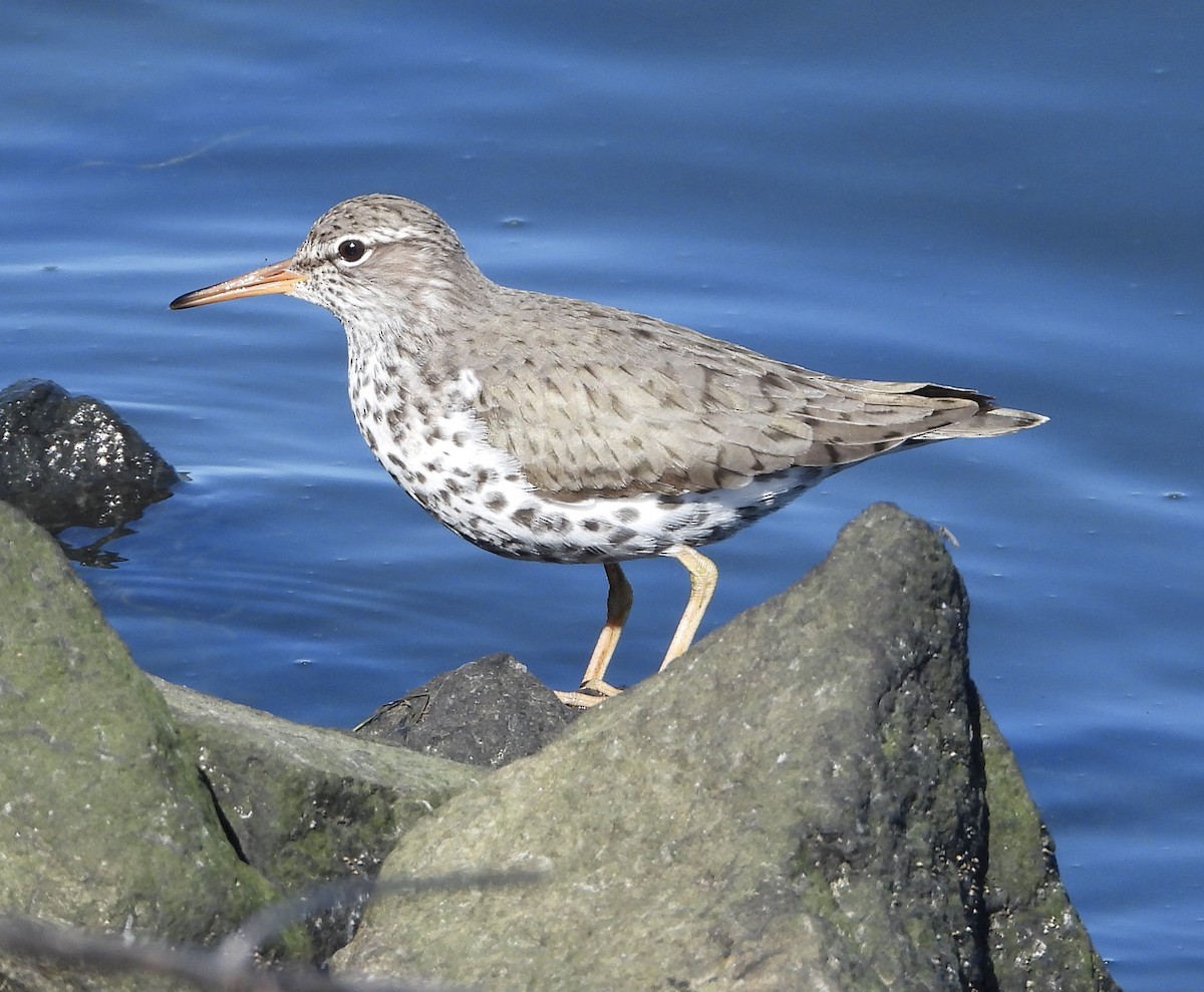 Spotted Sandpiper - ML590633121