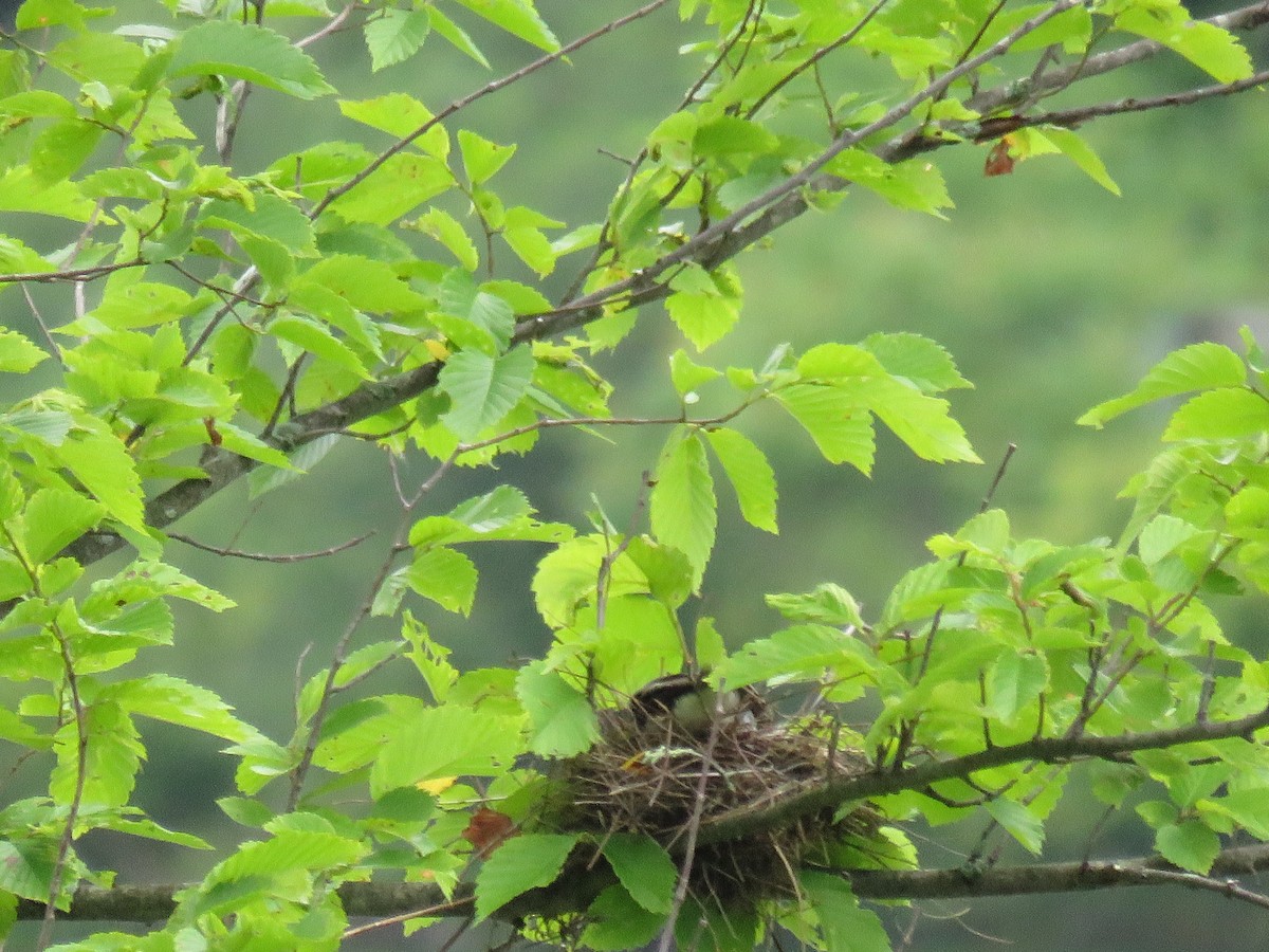 Eastern Kingbird - ML590633331