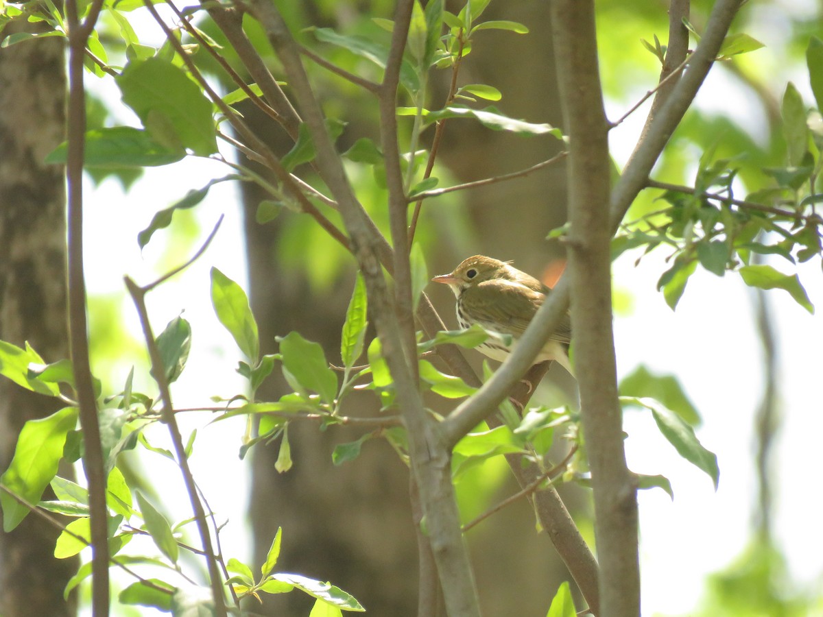 Ovenbird - ML590633971