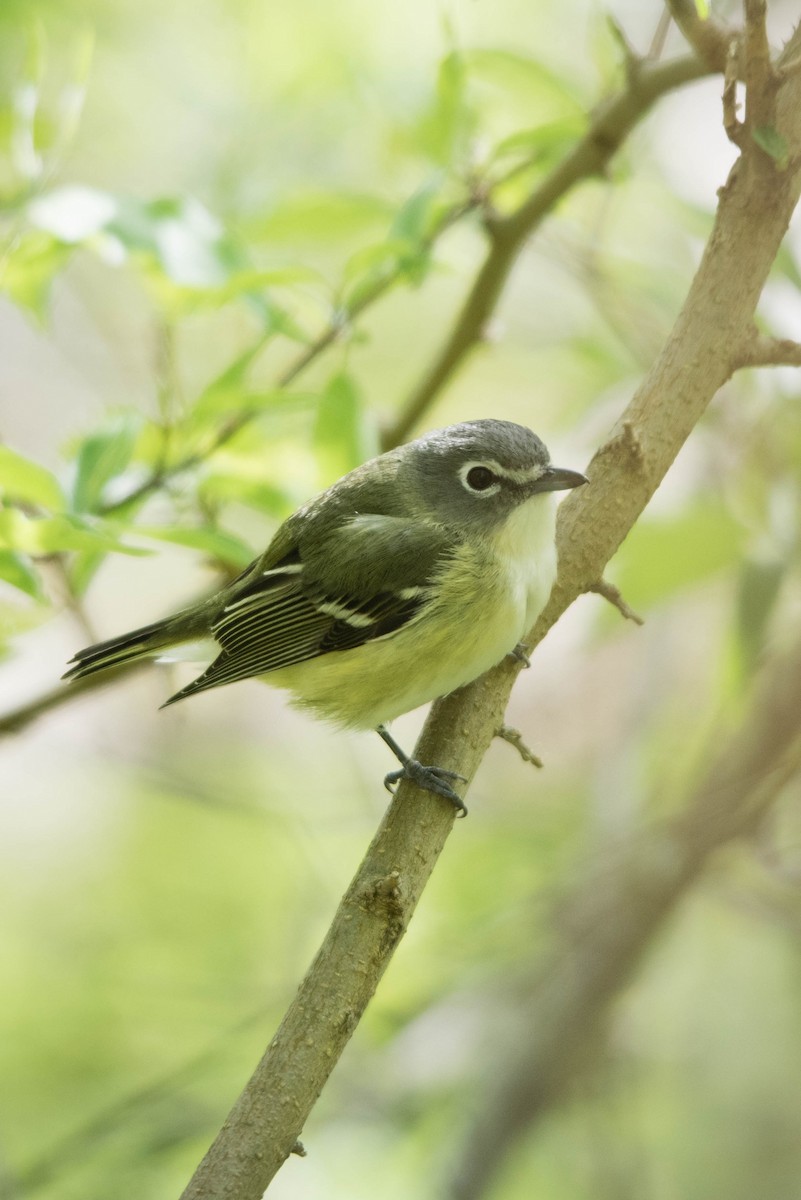 Vireo Solitario - ML59063401