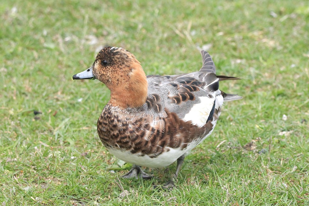Eurasian Wigeon - ML590634141