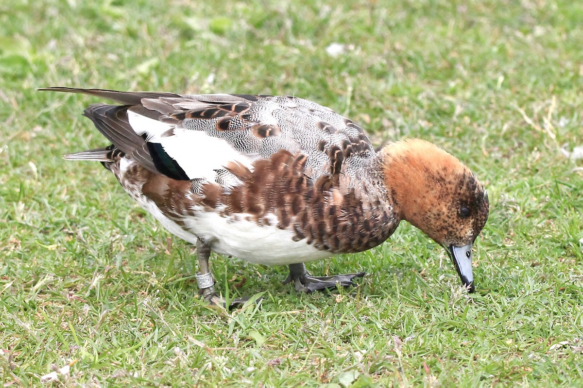 Eurasian Wigeon - ML590634161