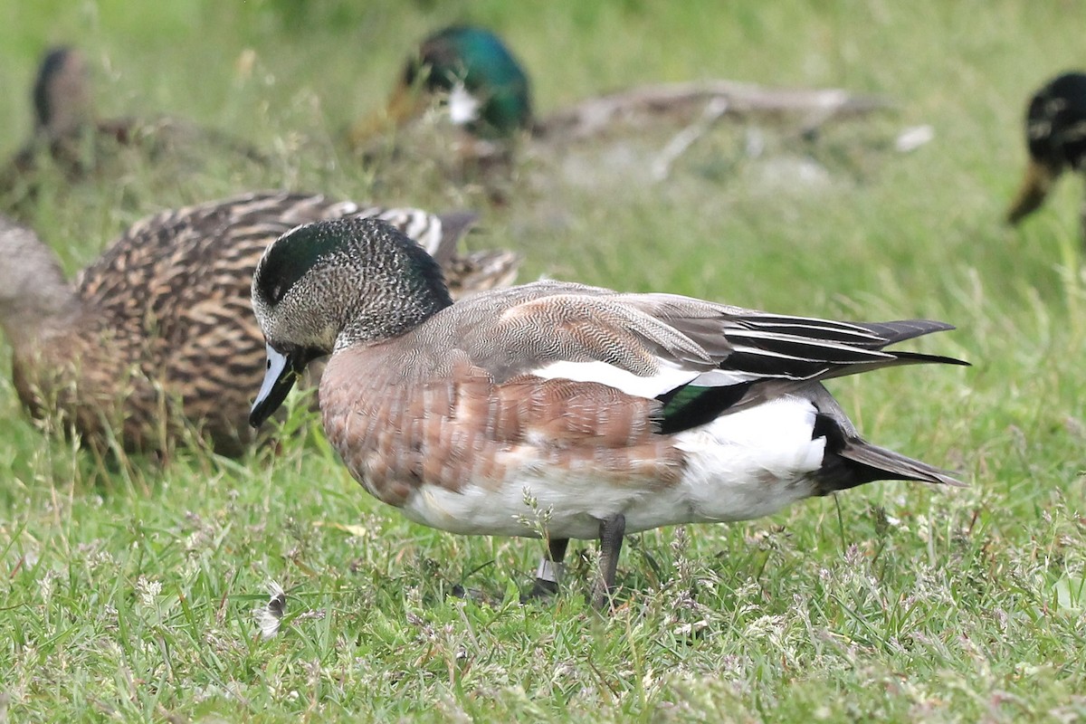 American Wigeon - ML590634191