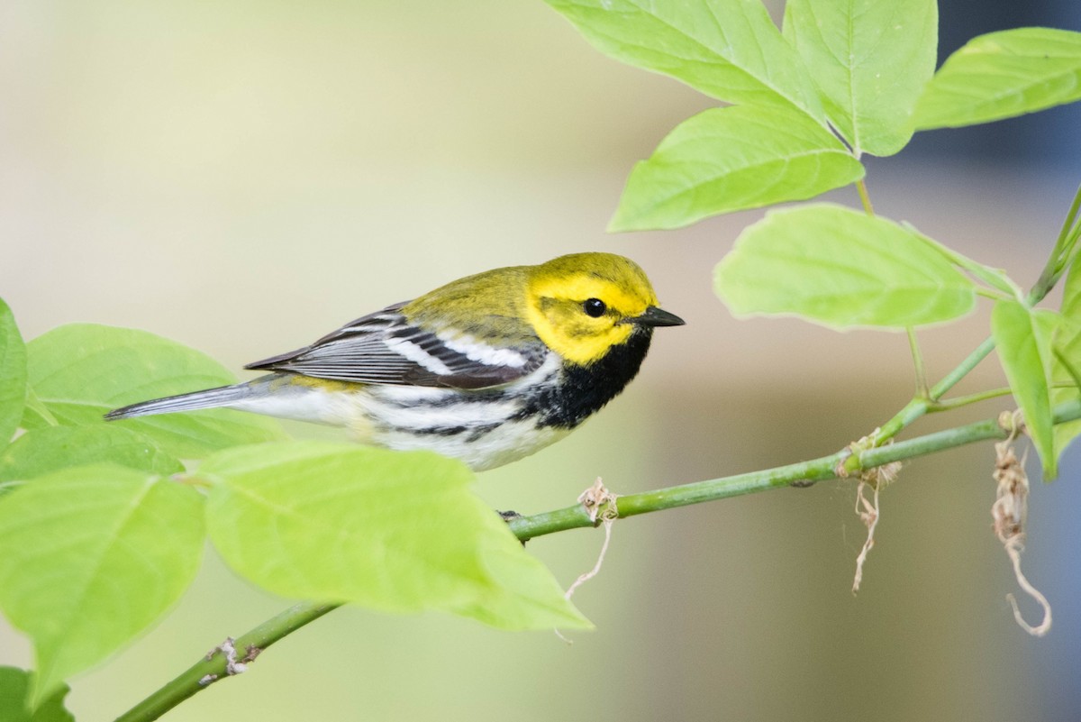 Black-throated Green Warbler - ML59063451