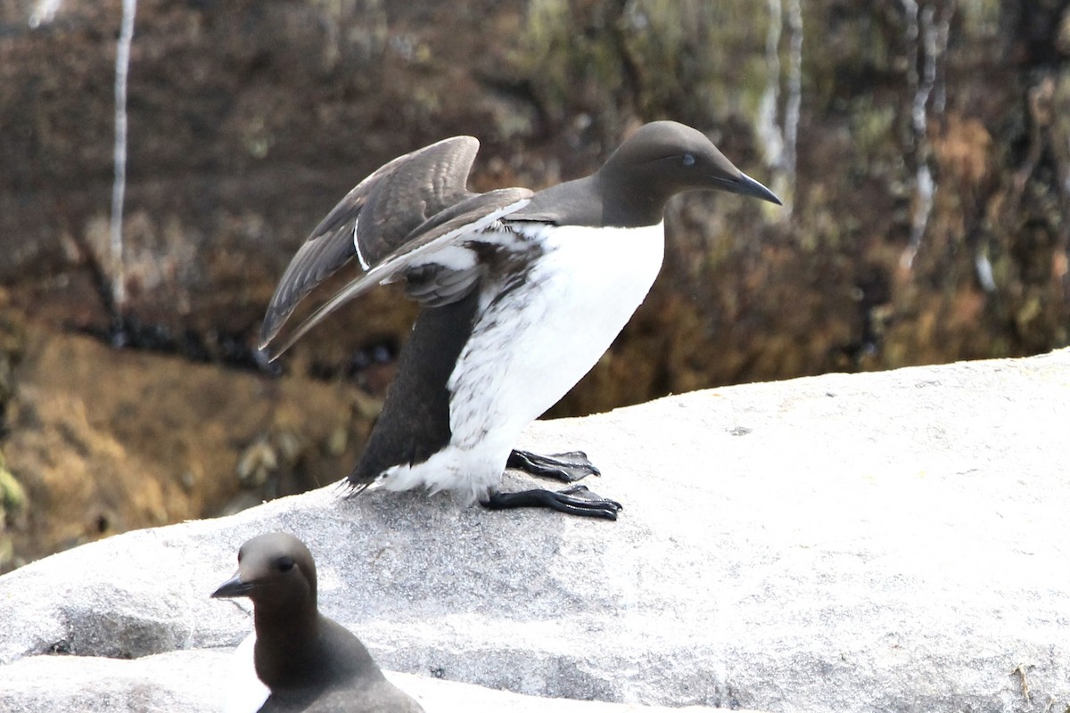Common Murre - ML590634591