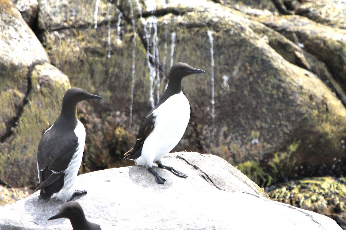 Common Murre - ML590634611