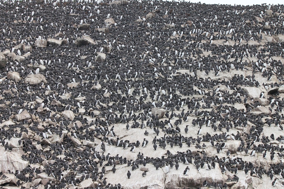 Common Murre - ML590634621