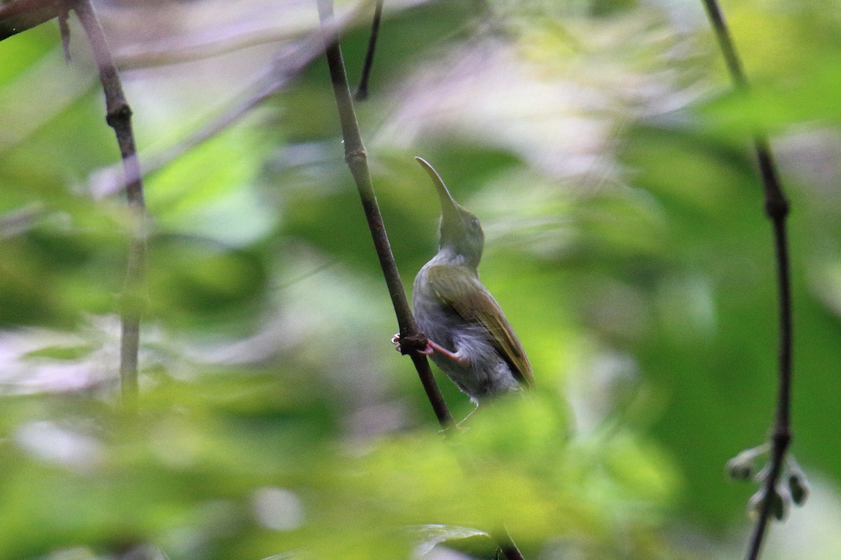 Gray-breasted Spiderhunter - Yung-Kuan Lee