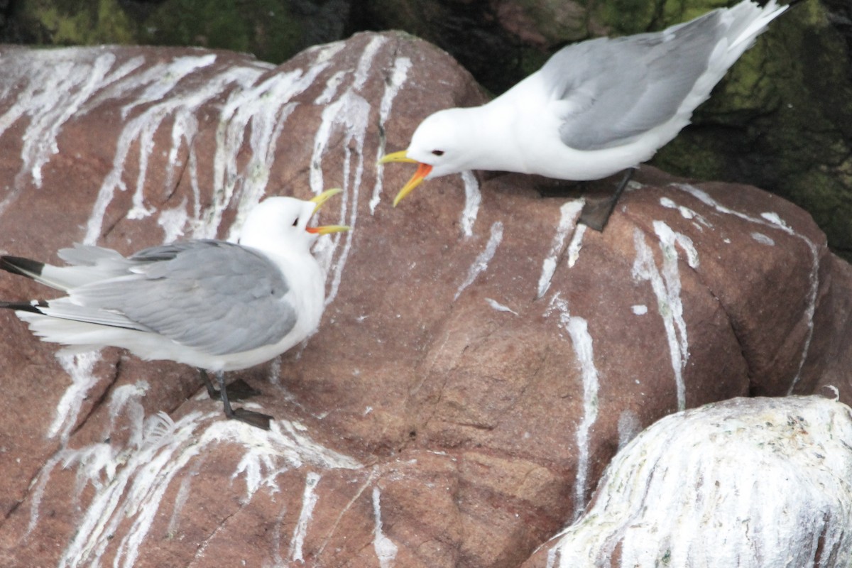 Black-legged Kittiwake - ML590634811