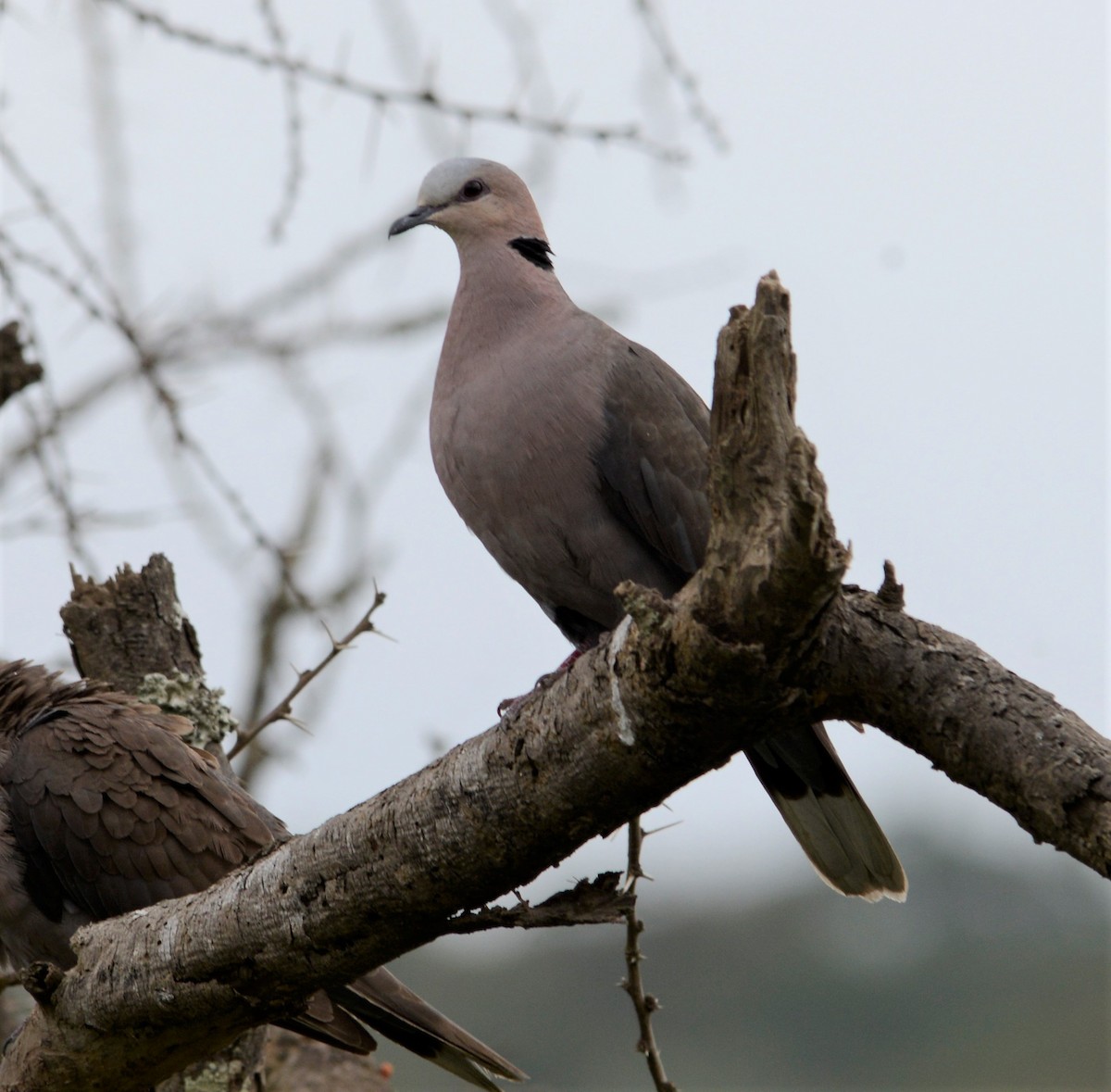 Red-eyed Dove - Bertina K