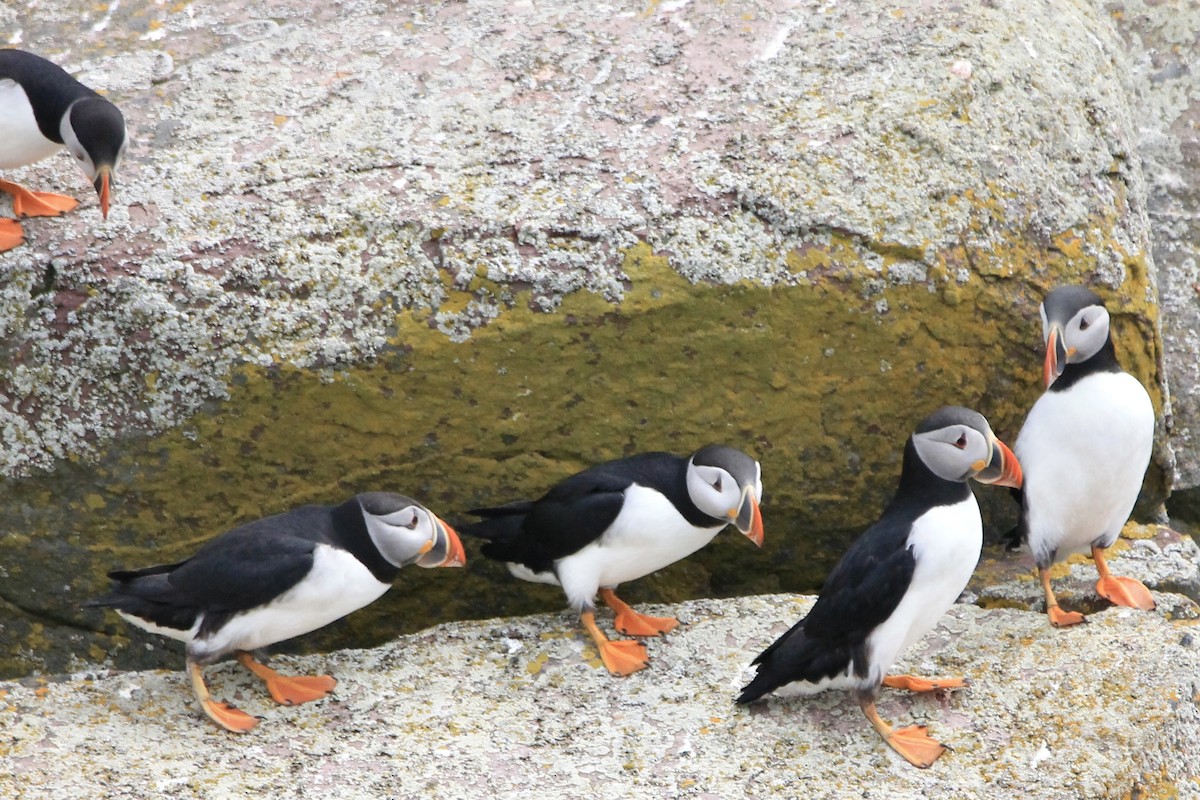 Atlantic Puffin - ML590635271