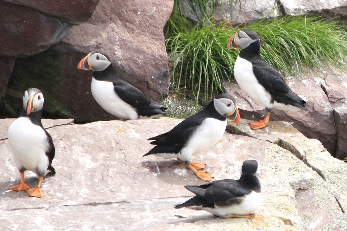 Atlantic Puffin - ML590635291