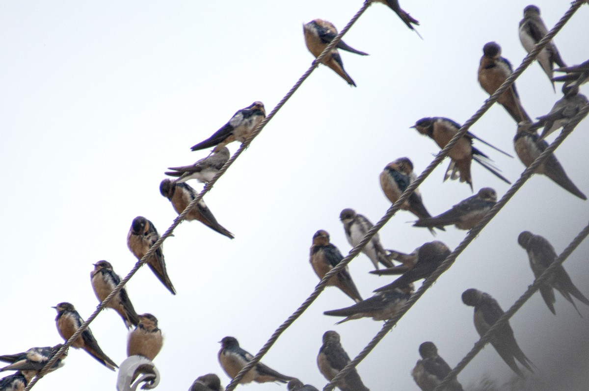 Golondrina Común - ML590635901