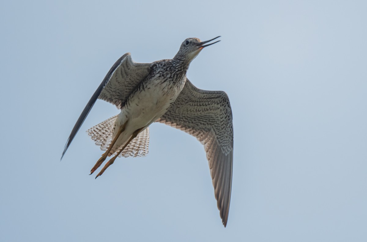 Greater Yellowlegs - ismael chavez