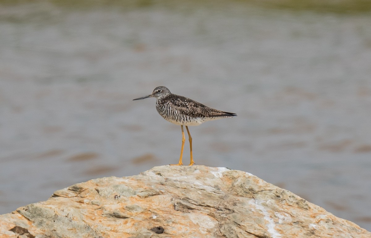 Greater Yellowlegs - ML590636231