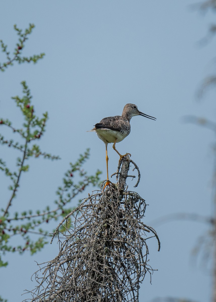 Greater Yellowlegs - ML590636241