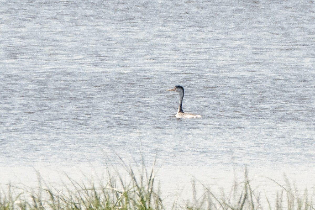 Clark's Grebe - Marilyn Henry