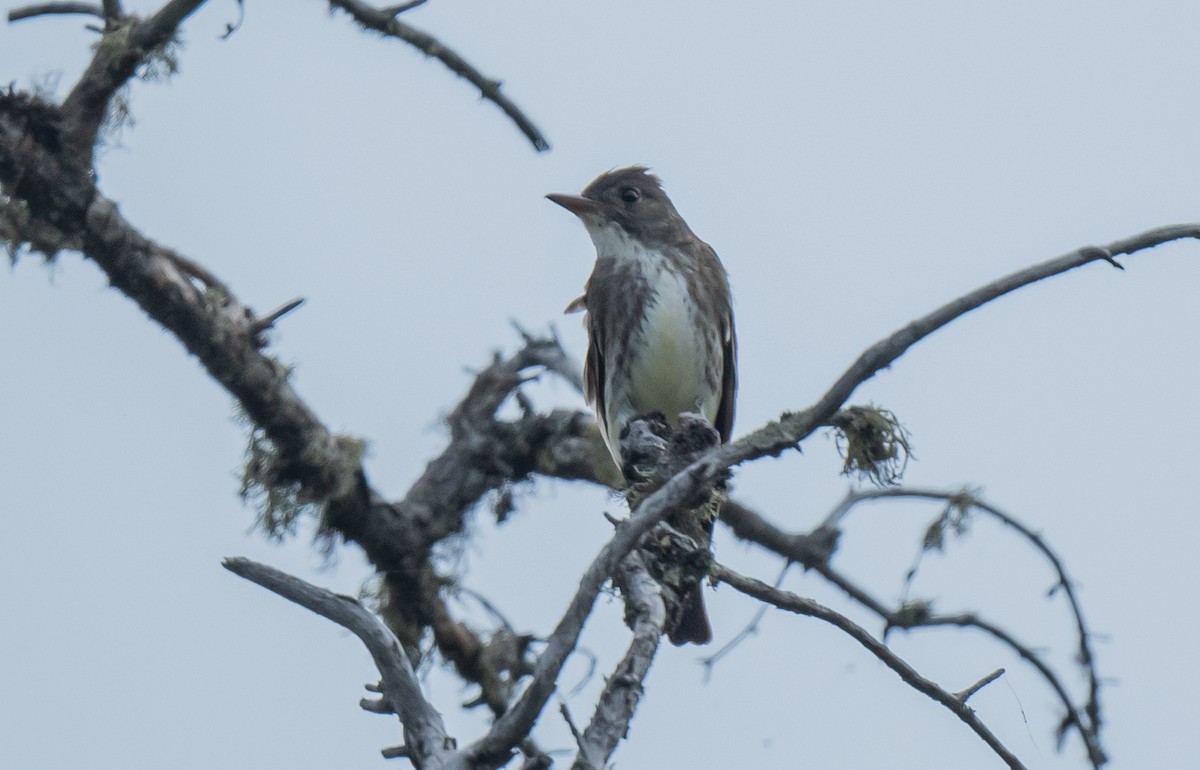 Olive-sided Flycatcher - ML590636351