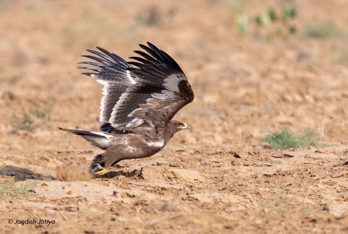 Steppe Eagle - Jagdish Jatiya