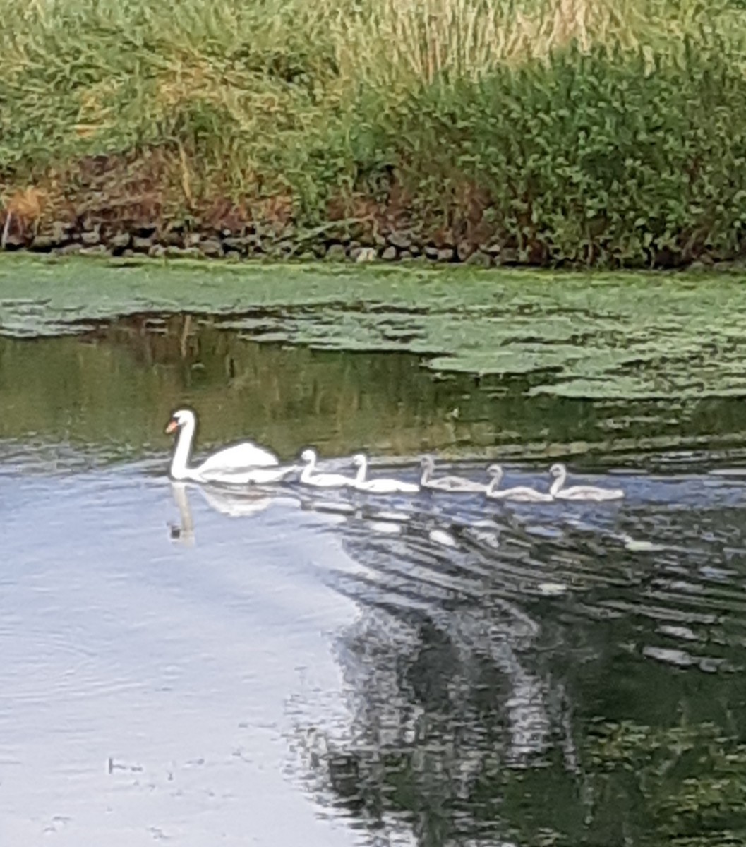 Mute Swan - ML590637241