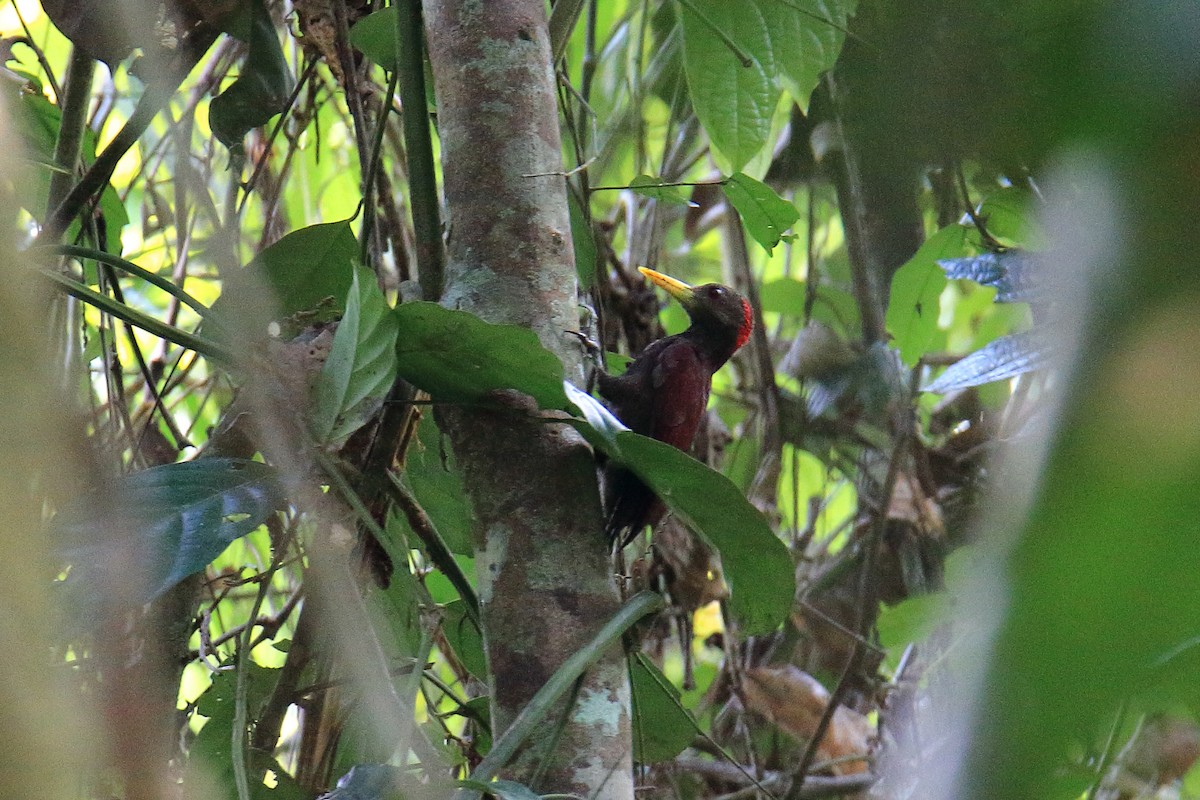 Maroon Woodpecker - ML590637701