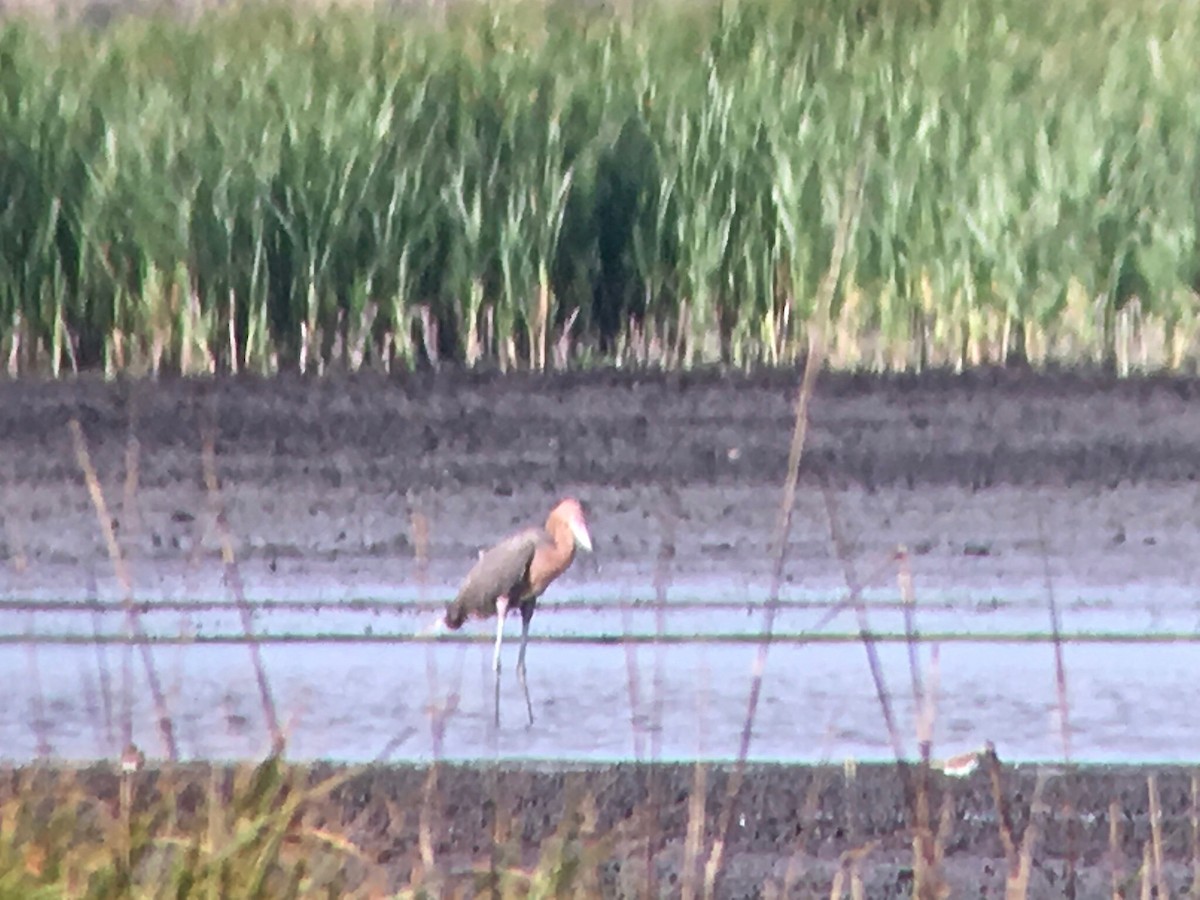 Reddish Egret - ML59063871