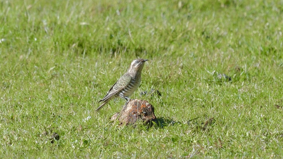 Horsfield's Bronze-Cuckoo - Elaine Rose