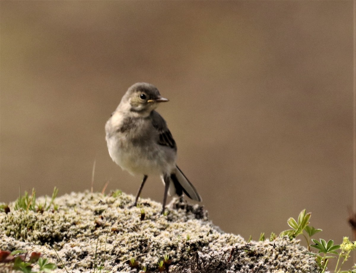 White Wagtail - ML590640171