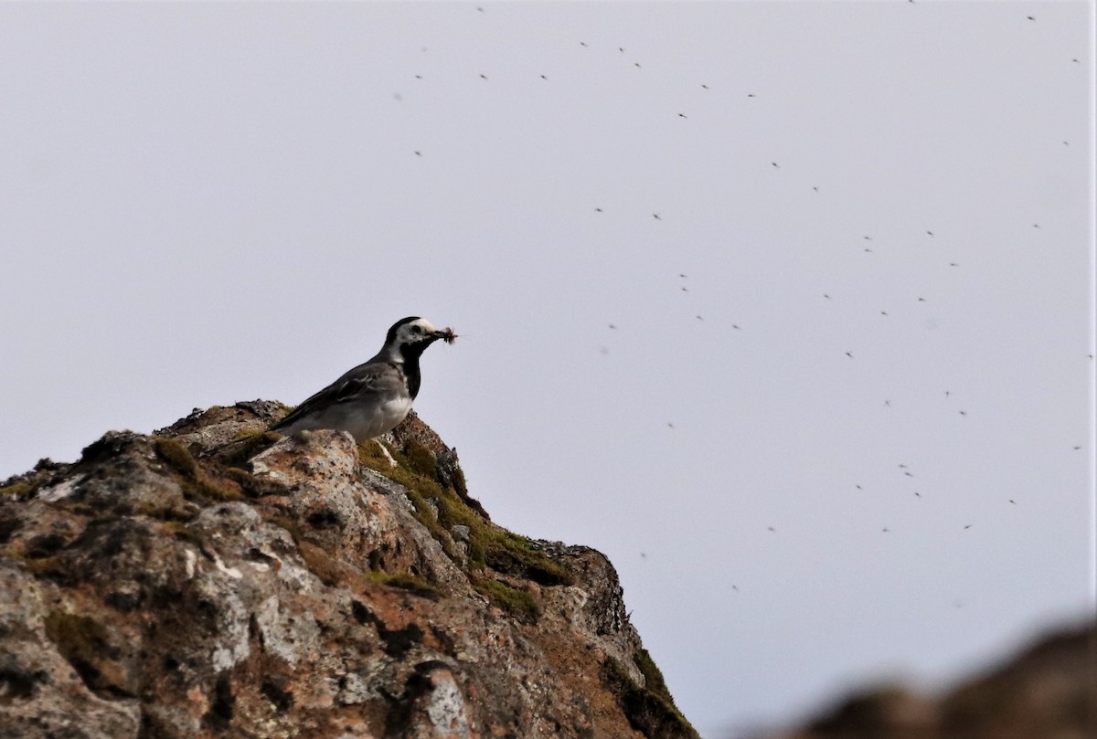 White Wagtail - ML590640191