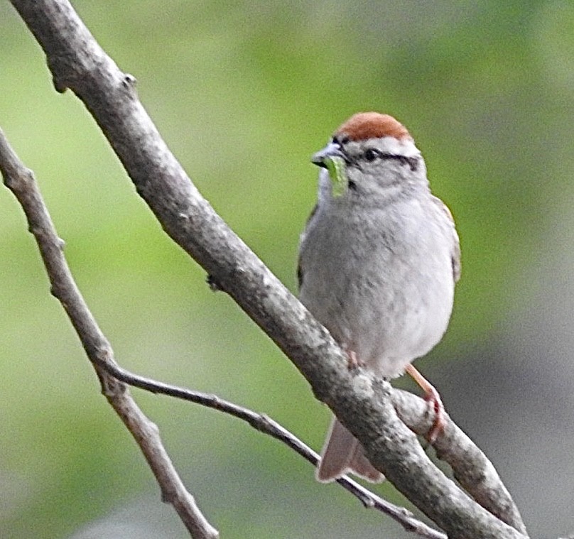 Chipping Sparrow - ML590641091