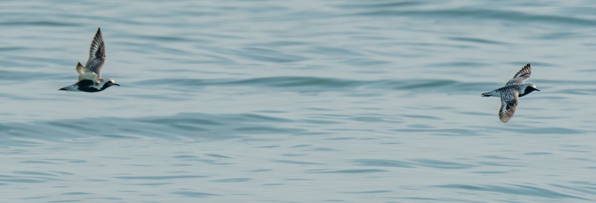 Black-bellied Plover - ML590641691