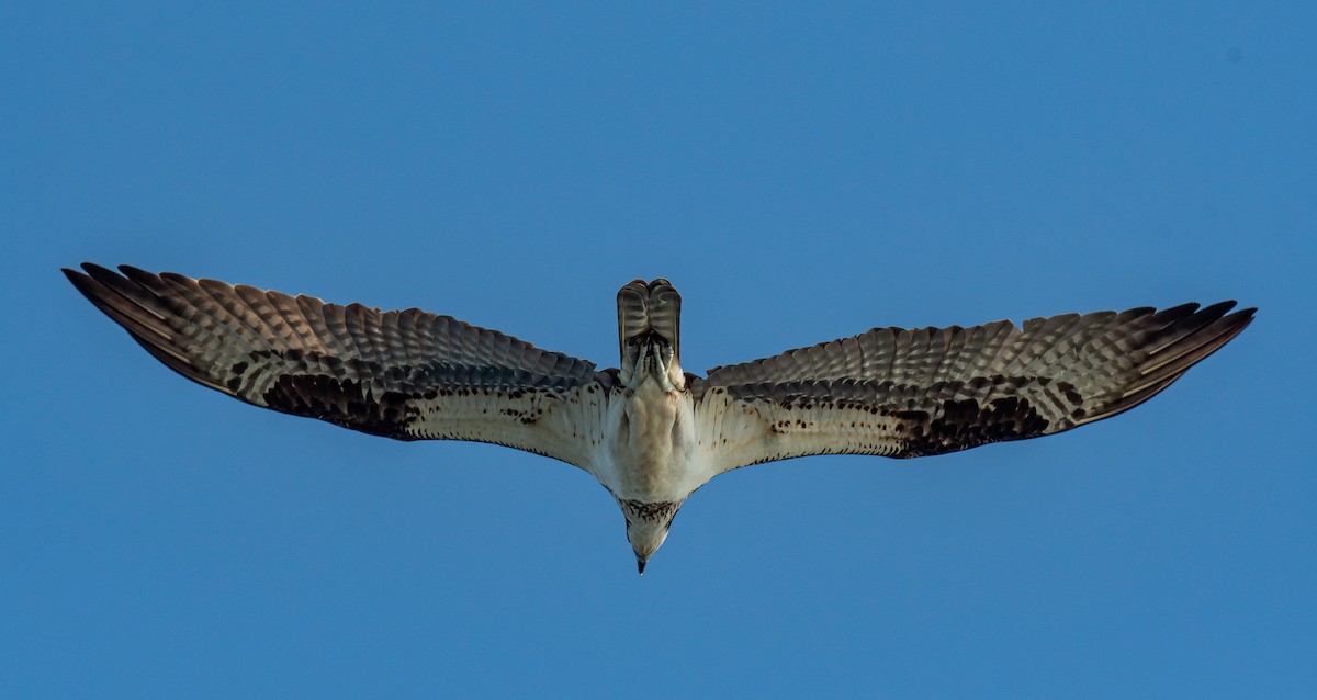 Osprey - ismael chavez