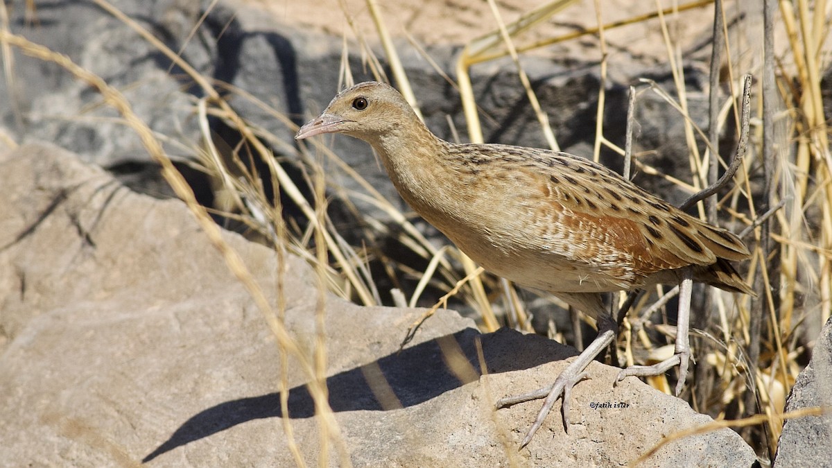 Corn Crake - ML590641991