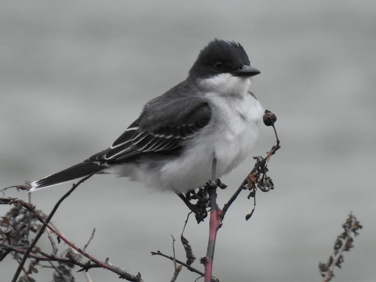 Eastern Kingbird - Shane Sater