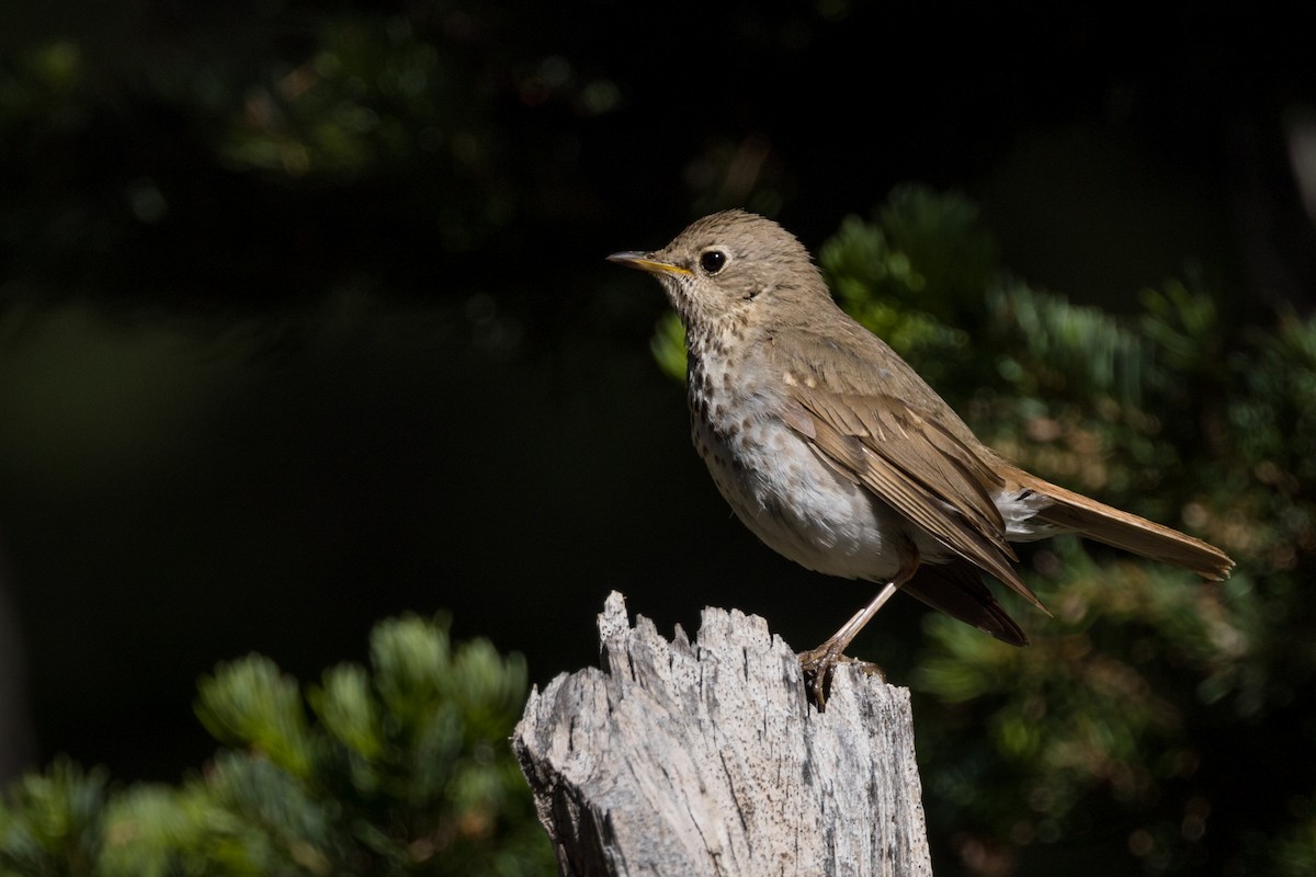 Hermit Thrush - ML590642591