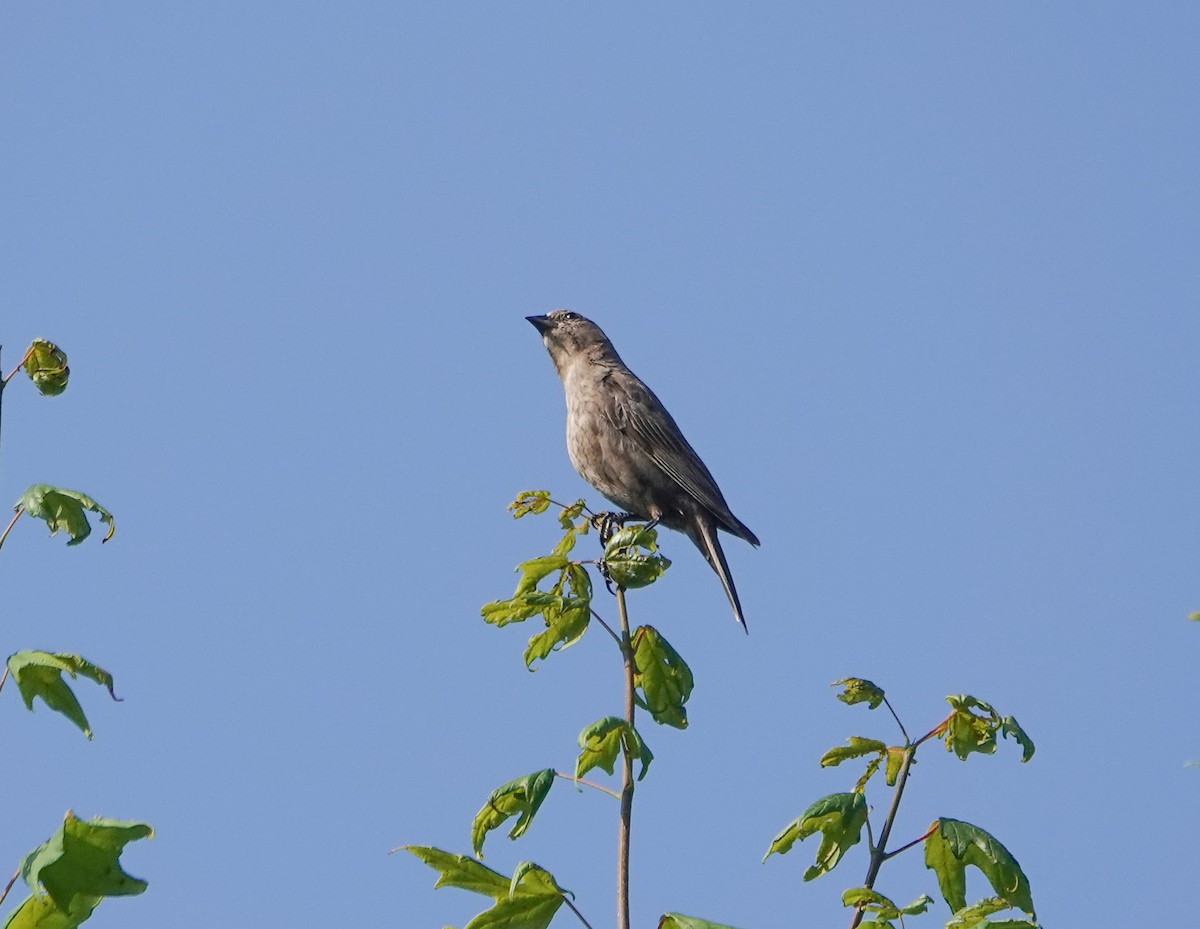 Brown-headed Cowbird - ML590642611