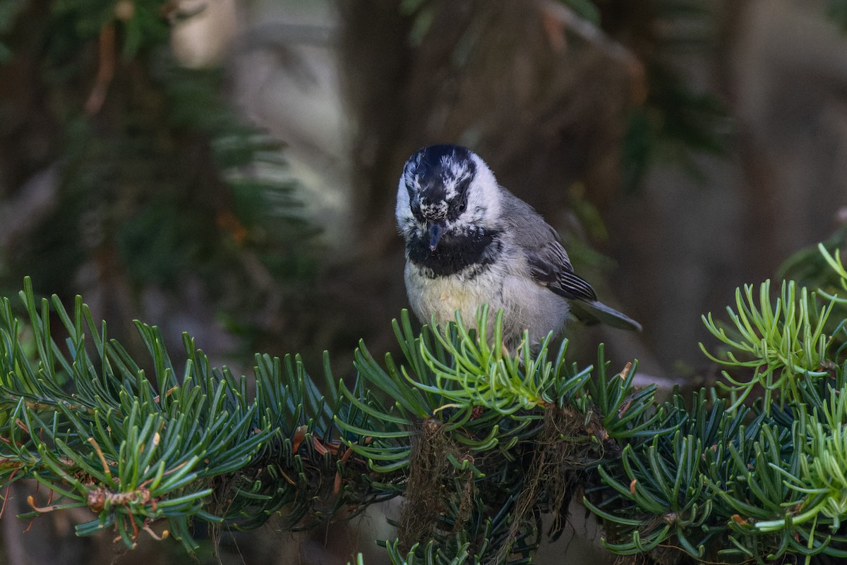 Mountain Chickadee - ML590642631