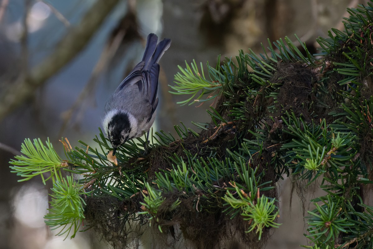 Mountain Chickadee - ML590642651