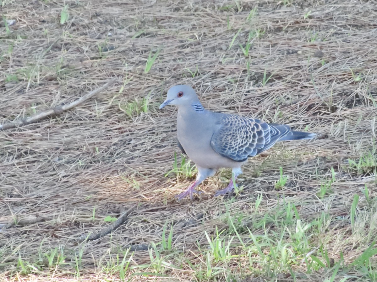 Oriental Turtle-Dove - ML590642751