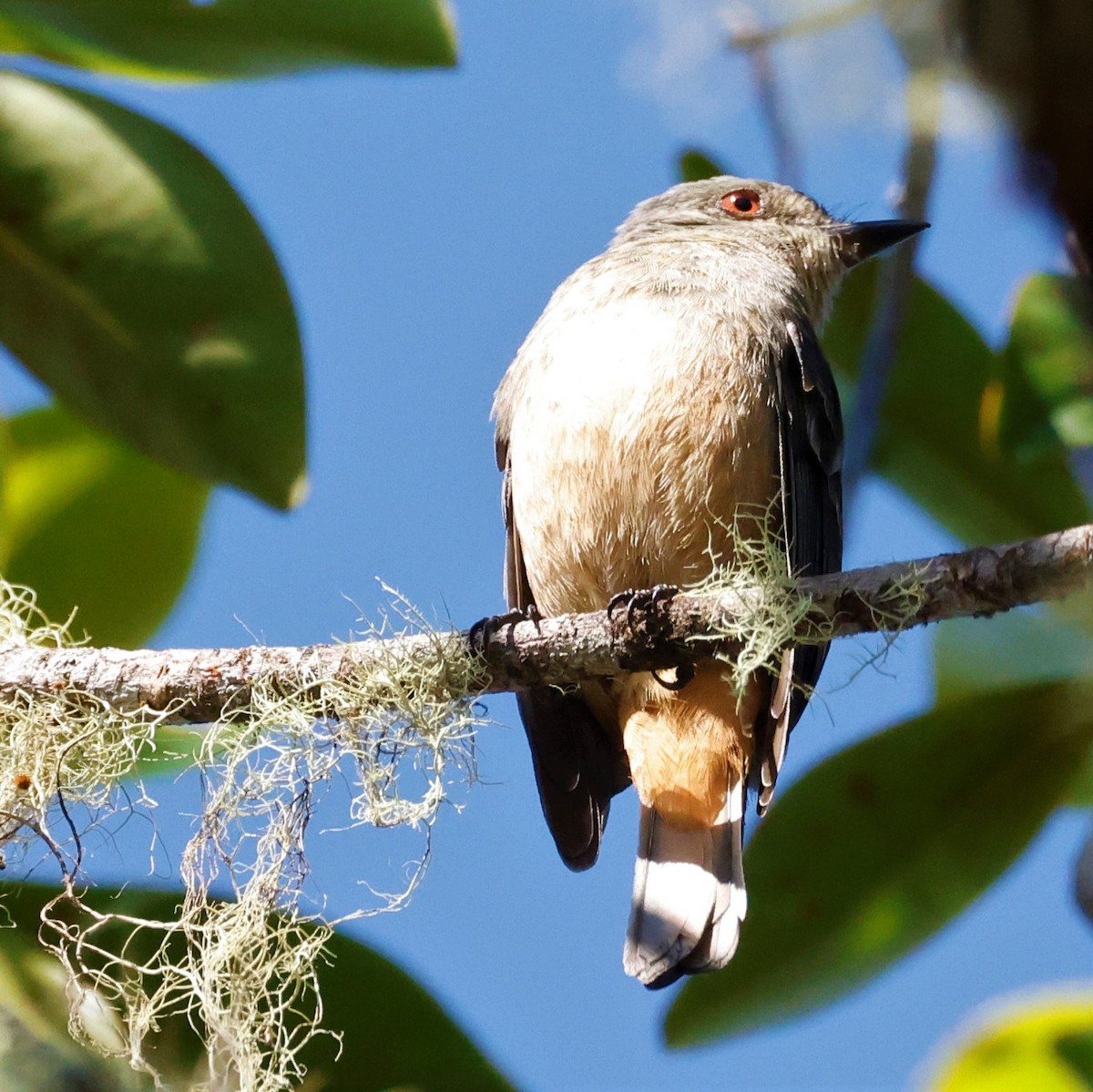 Rufous-tailed Tyrant - ML590644191