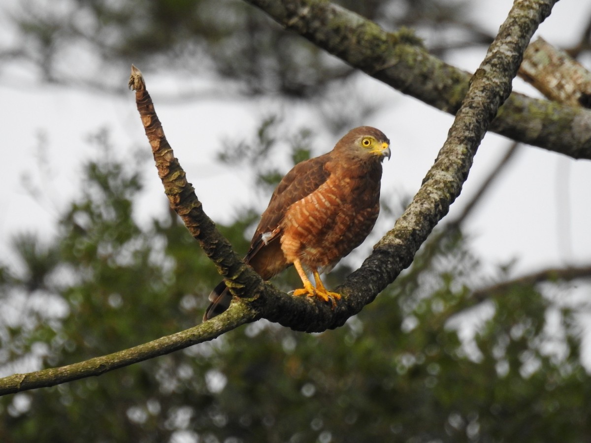 Roadside Hawk - Francisco Dubón